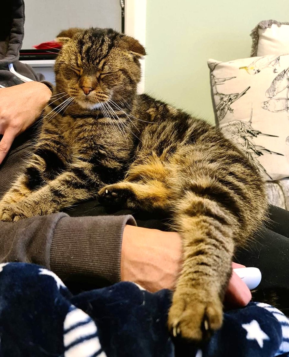 4lyfe_rescue's tweet photo. actual footage us getting ready for work on Fridays 🥴😴
Join Jasper for a snooze here: https://t.co/um4XjrTjhl
#Jasper4Lyfe #OwleyCat #folded4Lyfe #CatsofCanberra #AdoptDontShop #AdoptMe #Tabtastic #HitSnooze https://t.co/XsZSSJBdkd