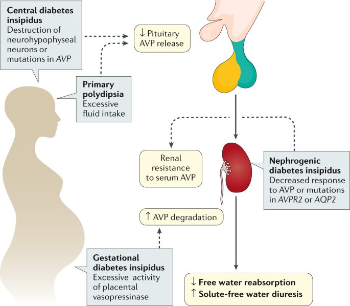 a cukorbetegség 2 típusú kezelés emberek diabetes type 1 cure