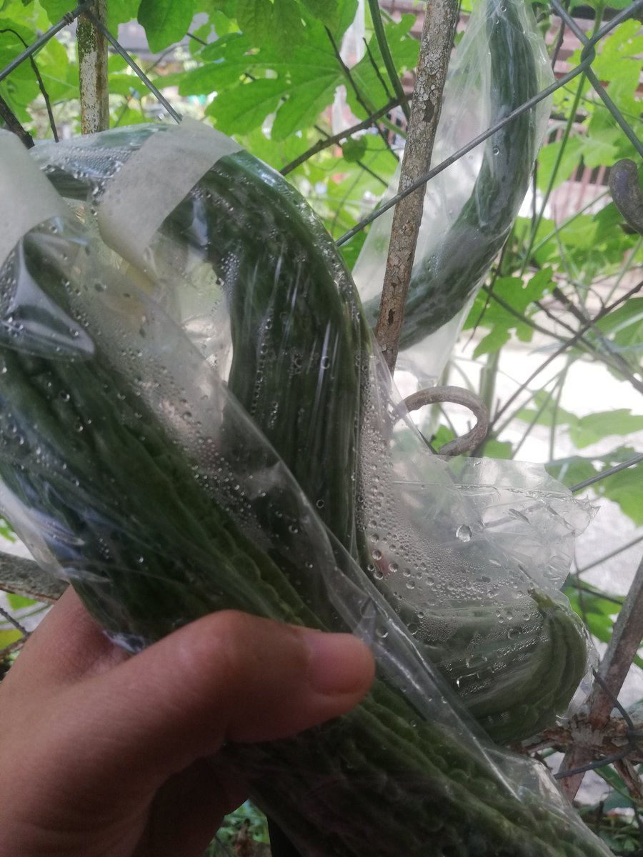 zJd_0920's tweet photo. Had my first ampalaya mini harvest experience. Eeeeeeeeeeeeehhhhh 😍🤣💃
My tita heart is happyyyyyyy hahahahaa
**Posting the other plants in the "frontyard." Kalabasa na lang kulang, pinakbet garden ft pechay, talbos ng kamote, and malunggay na. Hahahhahahahaa 😂😂😂 https://t.co/oEBq94yxWr