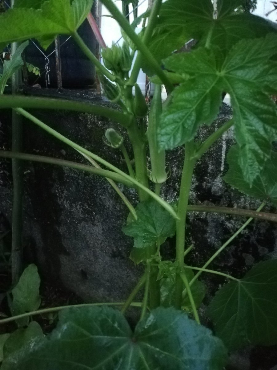 zJd_0920's tweet photo. Had my first ampalaya mini harvest experience. Eeeeeeeeeeeeehhhhh 😍🤣💃
My tita heart is happyyyyyyy hahahahaa
**Posting the other plants in the "frontyard." Kalabasa na lang kulang, pinakbet garden ft pechay, talbos ng kamote, and malunggay na. Hahahhahahahaa 😂😂😂 https://t.co/oEBq94yxWr