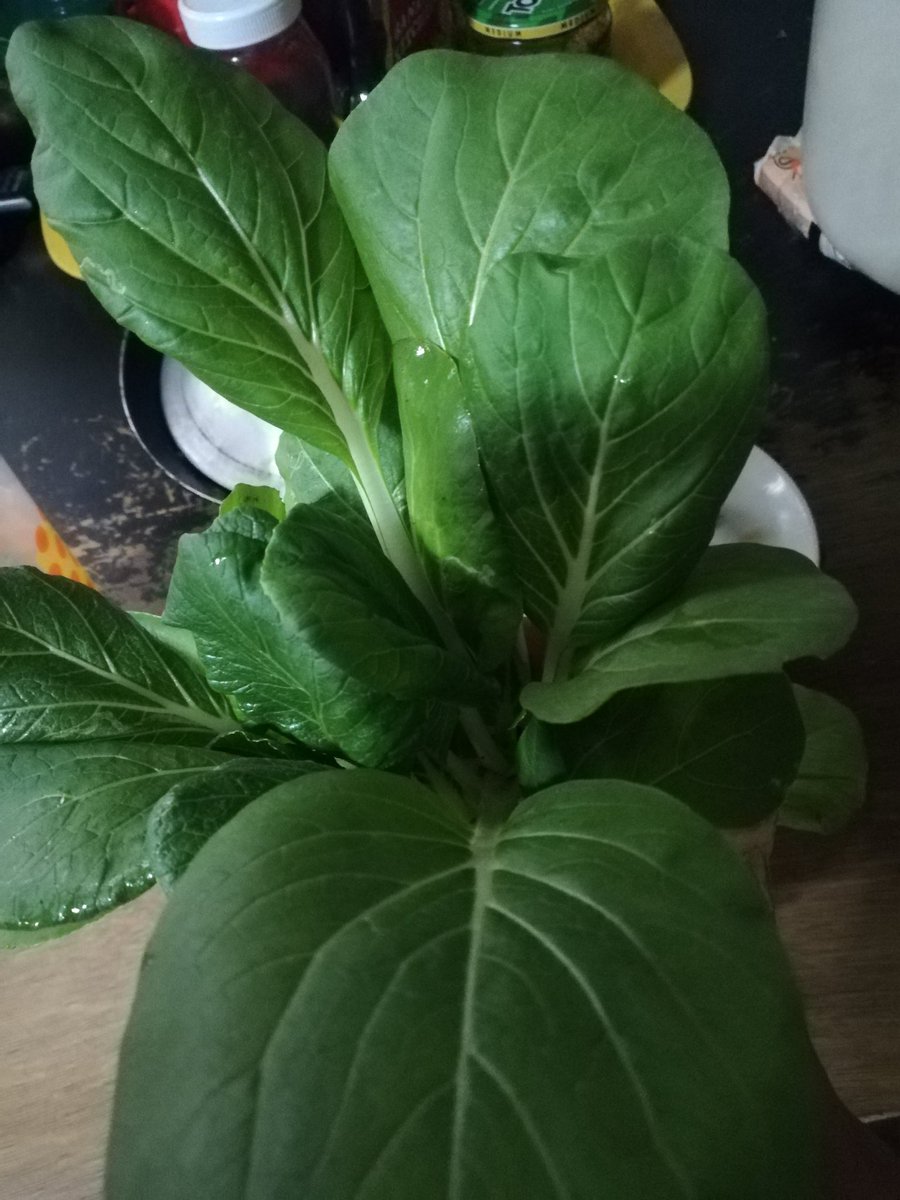 zJd_0920's tweet photo. Had my first ampalaya mini harvest experience. Eeeeeeeeeeeeehhhhh 😍🤣💃
My tita heart is happyyyyyyy hahahahaa
**Posting the other plants in the "frontyard." Kalabasa na lang kulang, pinakbet garden ft pechay, talbos ng kamote, and malunggay na. Hahahhahahahaa 😂😂😂 https://t.co/oEBq94yxWr