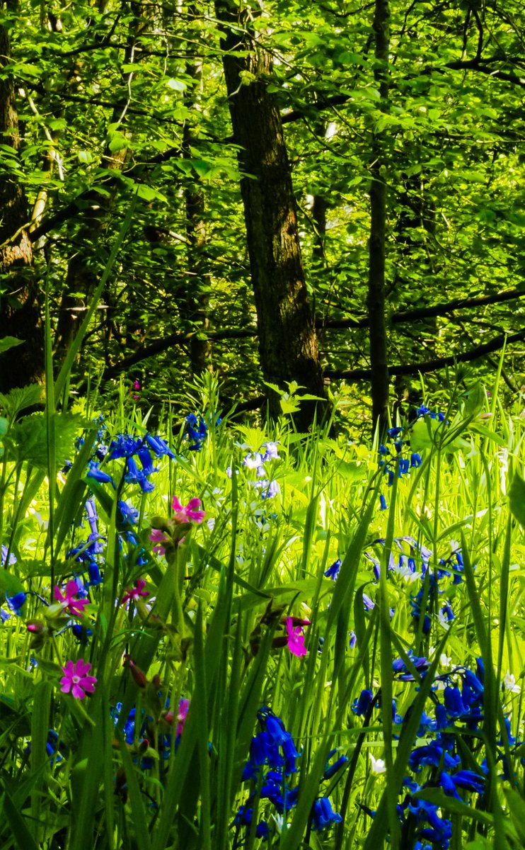 #RedCampion and #Bluebells #HarthopeValley woodland, Monday. Bluebells here are much later than #Gateshead
#wildflowers #WildFlowerHour