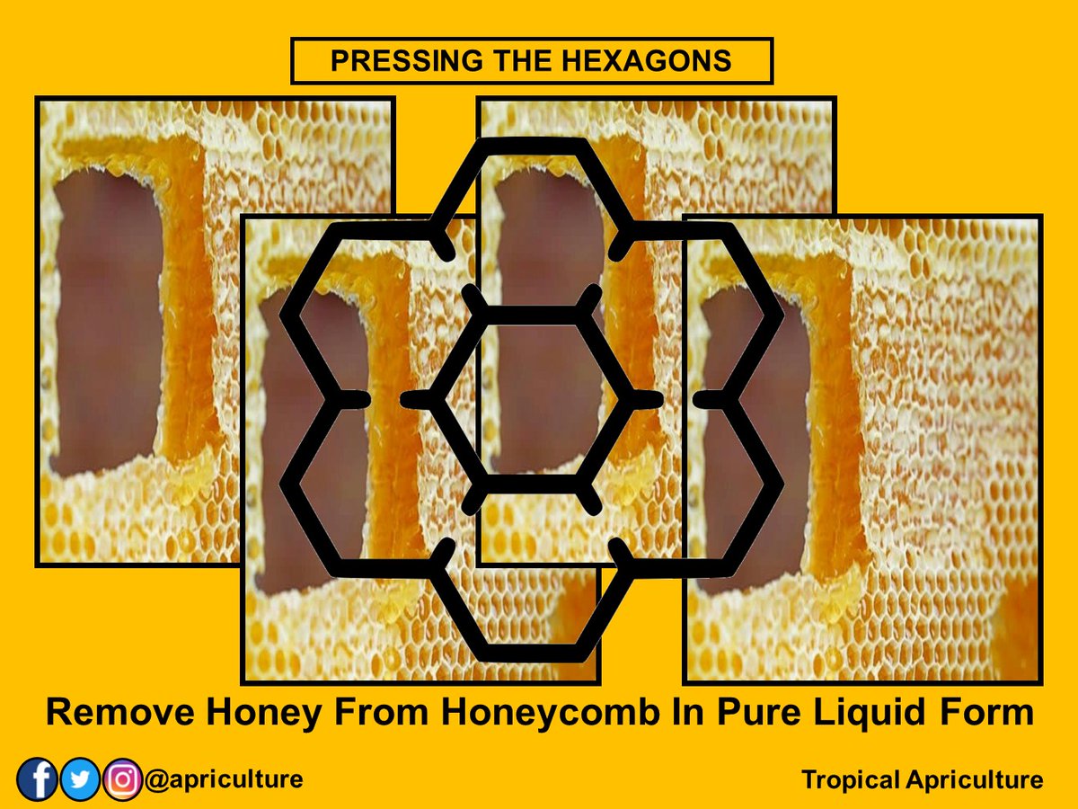 apriculture's tweet photo. Honey extraction is the central process in beekeeping - removing honey from honeycomb so that it is isolated in a pure liquid form. NB: The honey is stored by honey bees in the cells(hexagons). #rawhoney #farmedhoney #medicine #farmrewards #food #honeydecay #tropicalapriculture https://t.co/AXQ6C18SXT