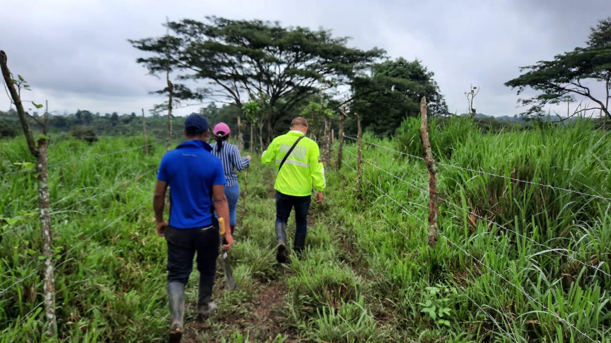 PoliciaEcuador's tweet photo. En #SDTsáchilas, recuperamos 26 semovientes, sustraídos en horas de la madrugada.
Continúan las investigaciones para dar con los responsables.
#UICA
#CombateAlDelito https://t.co/kNPH8fiUqg