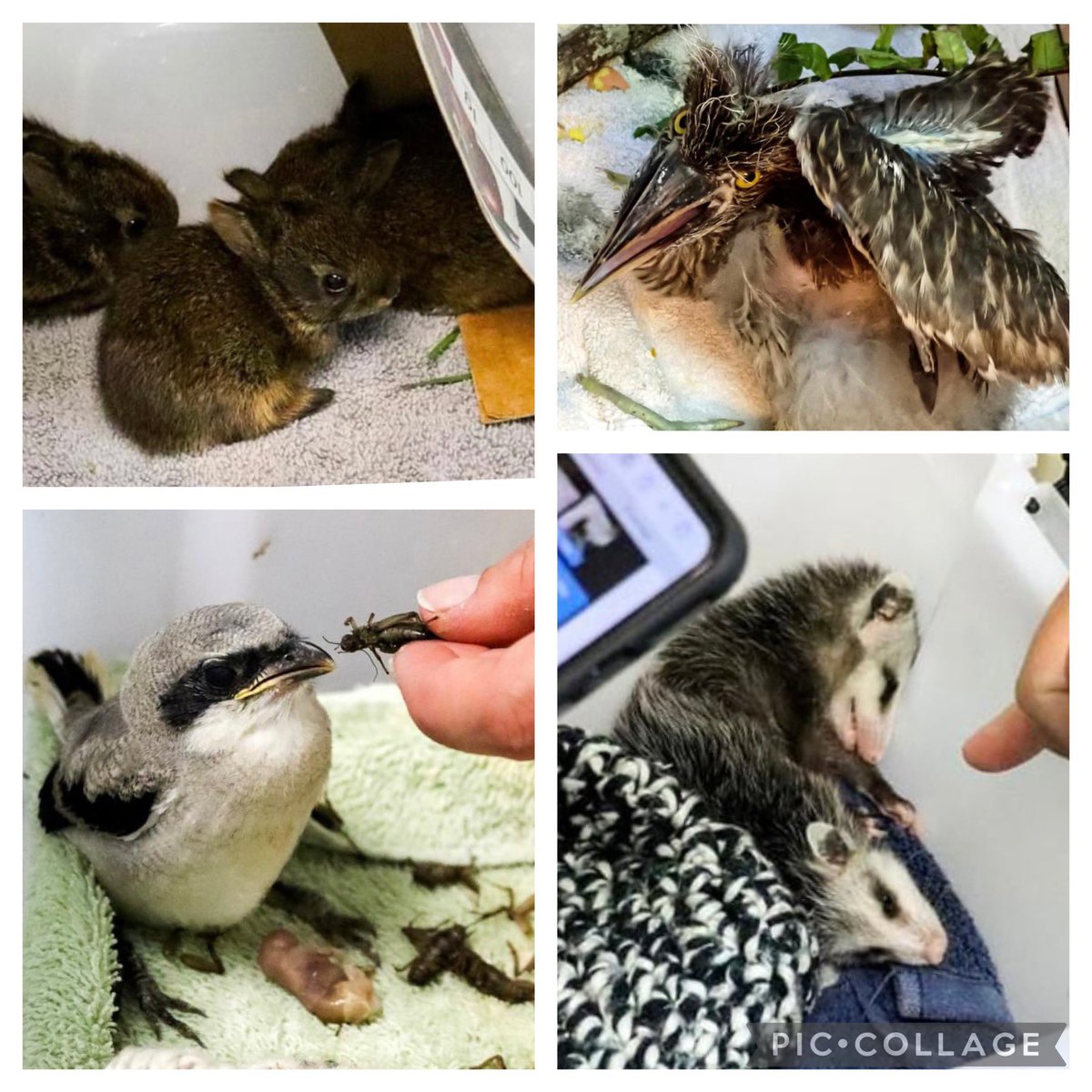 STEMagillPSMS's tweet photo. Here are some follow up photos from the May virtual field to Busch Wildlife. Thank you @BuschWildlife for allowing us to get a behind the scenes tour and ask so many questions! A special thank you goes to Stephanie for cohosting with Benji as @pbcsd students #explorewithERM! https://t.co/HDSGreva9R