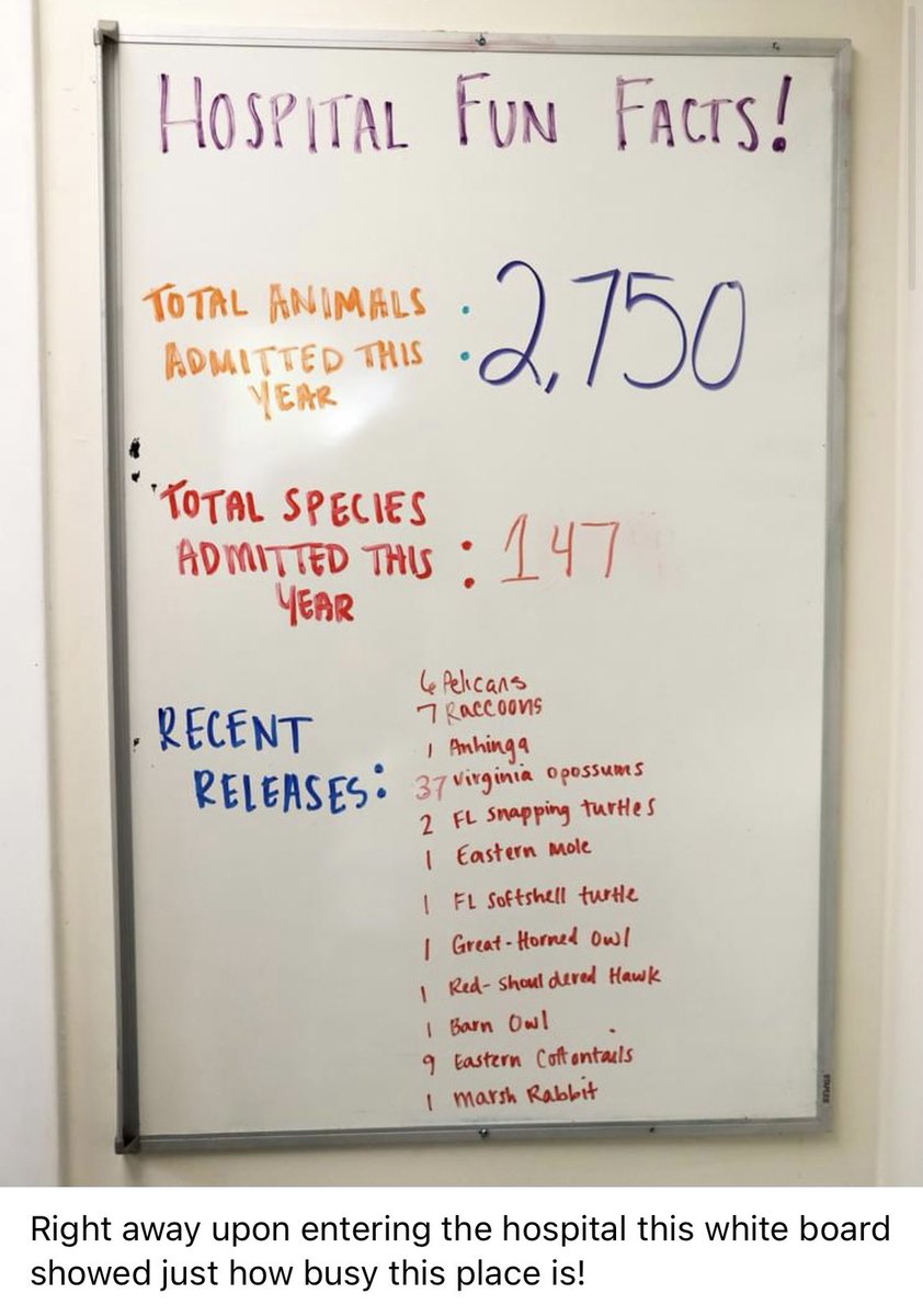 STEMagillPSMS's tweet photo. Here are some follow up photos from the May virtual field to Busch Wildlife. Thank you @BuschWildlife for allowing us to get a behind the scenes tour and ask so many questions! A special thank you goes to Stephanie for cohosting with Benji as @pbcsd students #explorewithERM! https://t.co/HDSGreva9R