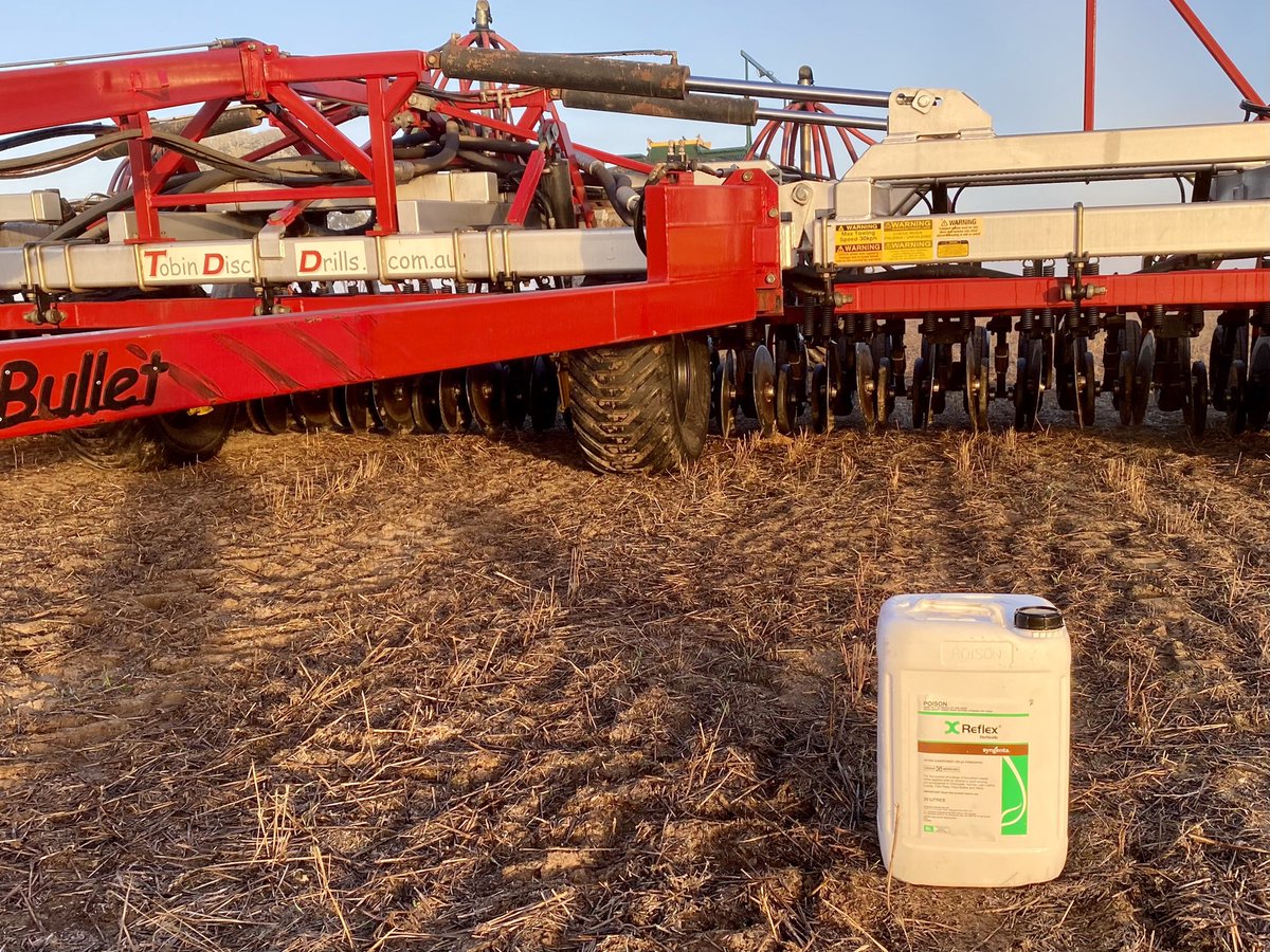 Reflex Vs Disc Vs Lentils. See how we go on some broadleaf weeds 🤘🏽🤘🏽#verranvalley