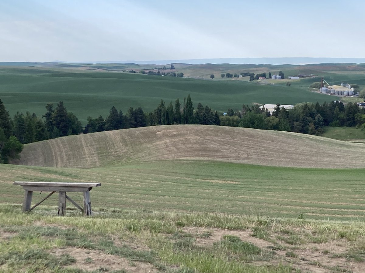 JaimeNolan13's tweet photo. Bird song, hawk’s flight, wild roses, morning walk. #ILoveThePalouse #ILovePullman #ThisIsWhereILive https://t.co/SGCPVgY18W