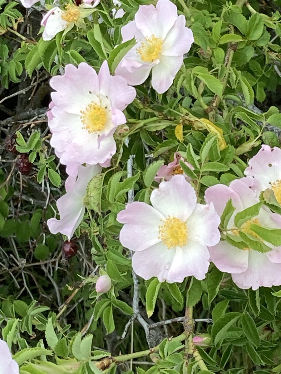 JaimeNolan13's tweet photo. Bird song, hawk’s flight, wild roses, morning walk. #ILoveThePalouse #ILovePullman #ThisIsWhereILive https://t.co/SGCPVgY18W
