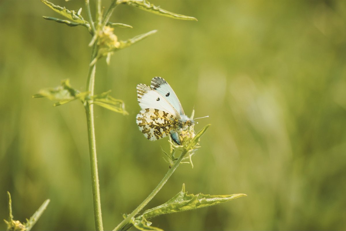 RachelEyre83's tweet photo. Female orange tip butterfly captured at @YWTPottericCarr One from the watchlist @BBCSpringwatch #bbcspringwatch #springwatchlist #orangetipbutterfly #pottericcarr #yorkshirewildlifetrust https://t.co/37cEIpPokW