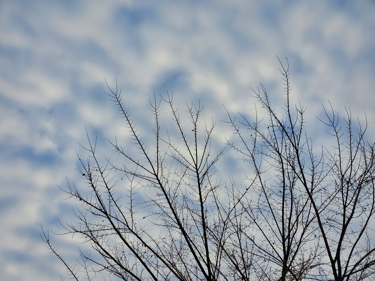 tree and cold winter sky, from last winter. #winter #cloud #photography #cloudquota #SaintPaul #Minnesota #StormHour #ThePhotoHour / @StormHour  @ThePhotoHour @EarthandClouds @EarthandClouds2 @weather__pics https://t.co/RXIjJWXtGW