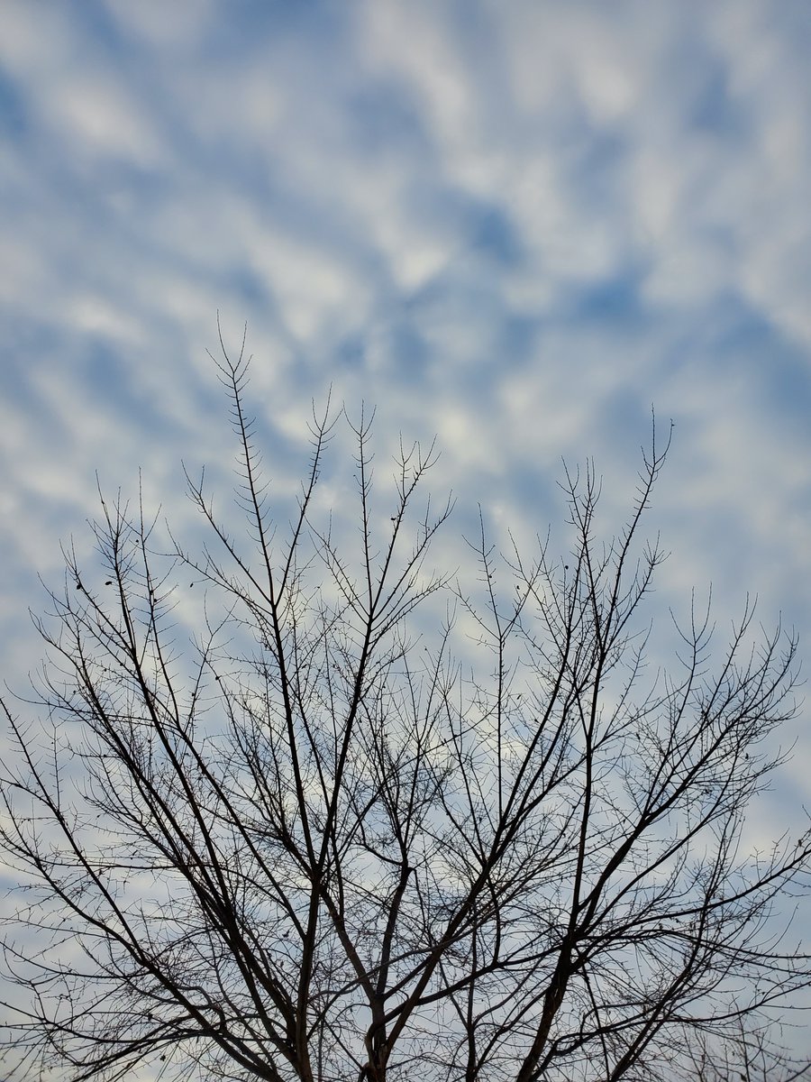 tree and cold winter sky, from last winter, part 2. #winter #cloud #photography #cloudquota #SaintPaul #Minnesota #StormHour #ThePhotoHour / @StormHour  @ThePhotoHour @EarthandClouds @EarthandClouds2 @weather__pics https://t.co/Fxx3oh610t