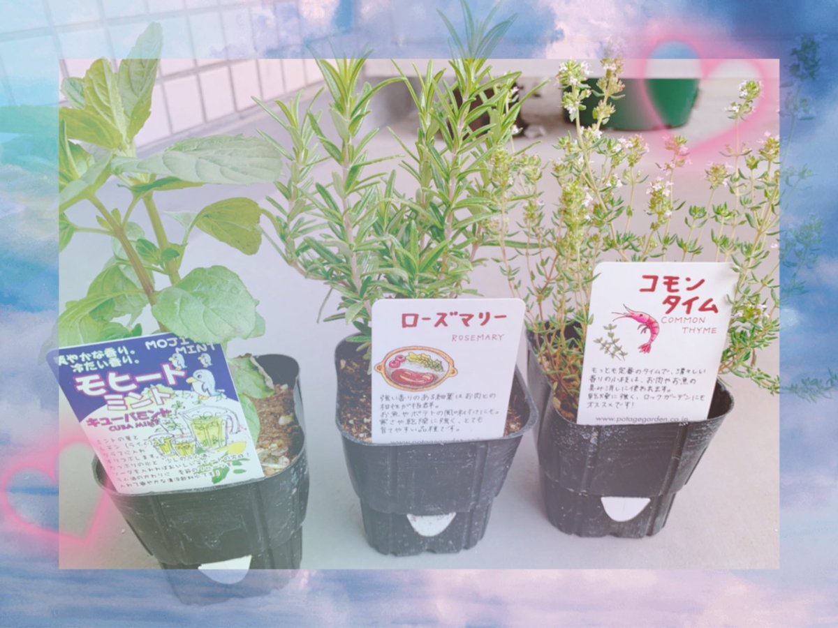 金のシャチホコ Vbesnr07ksqs9fb Twitter