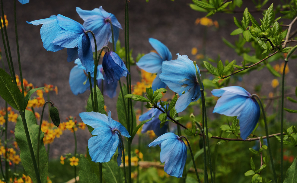 ambientabbot's tweet photo. i took a *lot* of meconopsis photo's today, as i missed them last year, but don't worry, i won't be able to post them all tonight, even if i may post a few. https://t.co/bHI3A56SkD