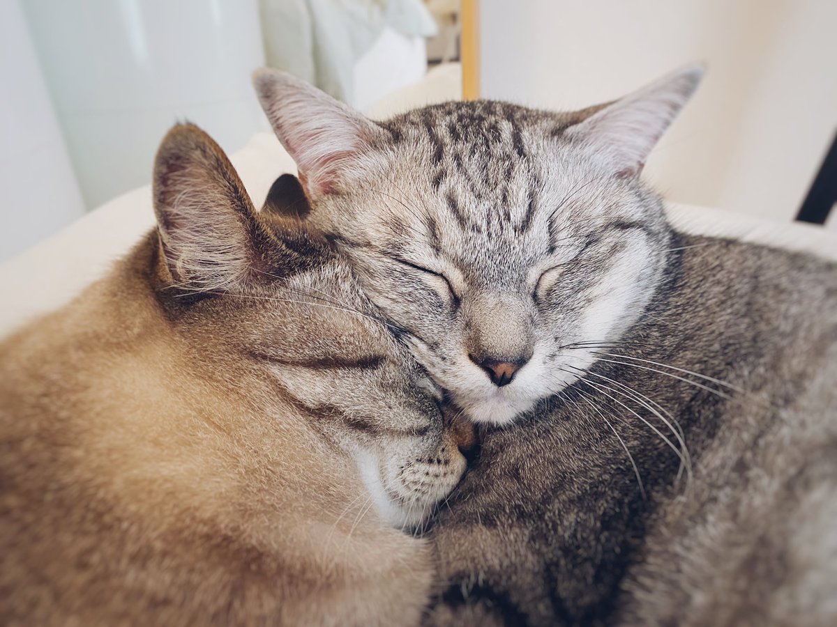 川井いねこ Ineko Kawai Twitter 川井いねこ Ineko Kawai Twitter