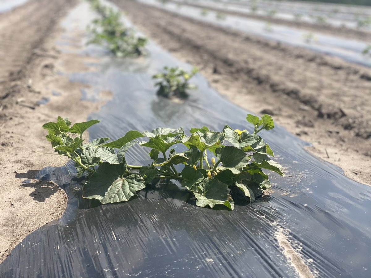 michael_kelly00's tweet photo. Oh baby, this heat is goin make these little fellas go! #cantaloupe #mitchellmelons https://t.co/4Fh733F49N