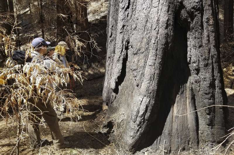 sfchronicle's tweet photo. At least one-tenth of the planet’s giant sequoia trees are believed to have been wiped out by a single wildfire, and the species may never fully recover.

“Not much in my life in the natural world has made me cry, but this did.” https://t.co/a8L4LYBlqY https://t.co/QsXKaufi0V