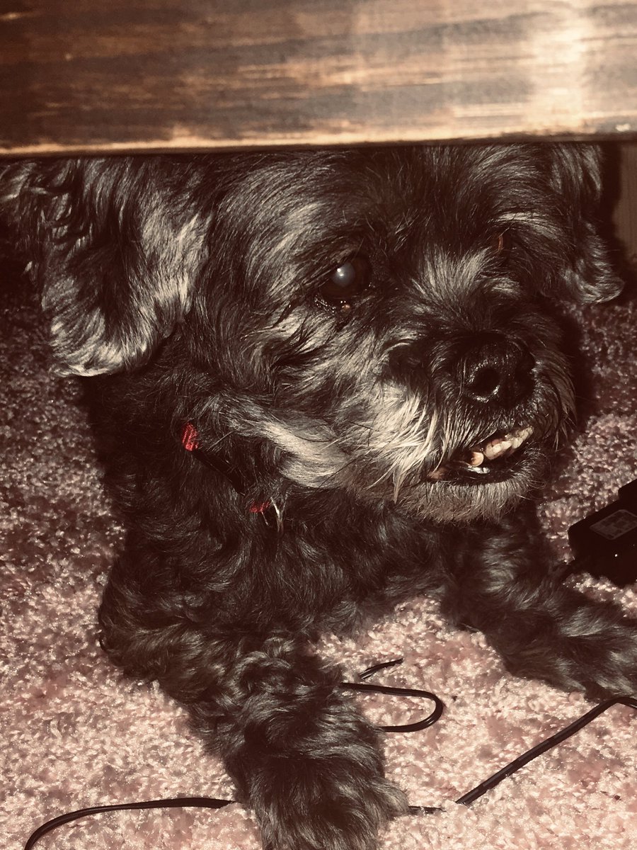 OnlyJutes's tweet photo. #Jakeytime Itโs been awhile but heโs still cute as ever! ๐๐๐ถ #puppylove https://t.co/RMfyuD7Bxq