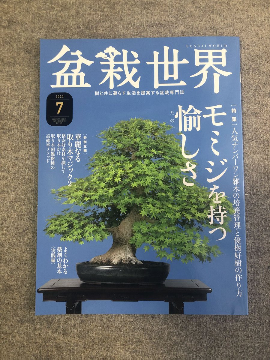 樹と共に暮らす生活を提案する盆栽専門誌『盆栽世界』、最新号の7月号は本日発売!
今回の #水やる は日本全国盆栽名所巡り。コロナだから全然めぐってないけど。いつか高松は行きたいね!
本誌特集は「モミジを持つ愉しさ」。紅葉もいいけど、今の季節の緑も鮮やかで私も大好きな樹種です。 