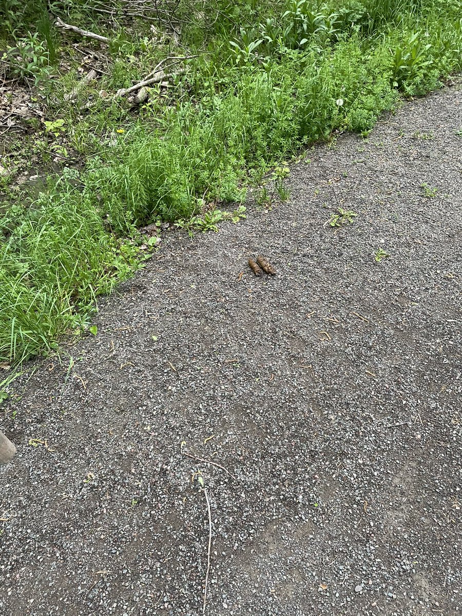 Natalie Gallant tweet media