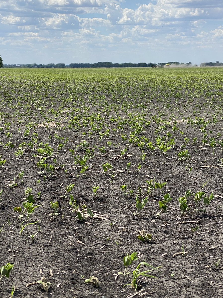 I was in the Leonard, ND, area on Wednesday to see crop damage from the recent freeze. Replanting was underway in several fields. More pictures here: facebook.com/21385179606376… #AgTwitter #soybeans #plant21