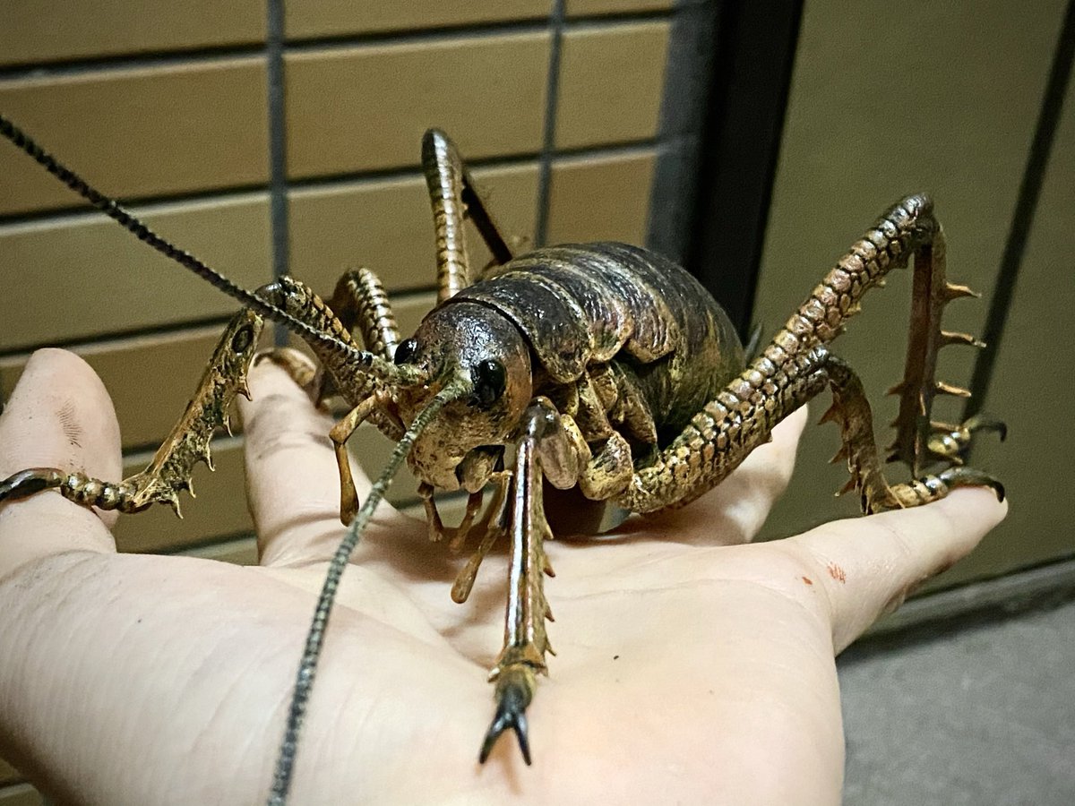 いつか見てみたい虫はジャイアント・ウェタかなぁ。 ニュージーランド 