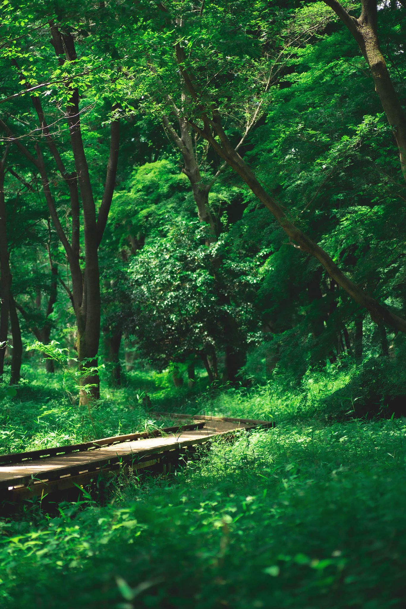 しょう 新緑 写真好きな人と繋がりたい 写真撮ってる人と繋がりたい 野川公園 T Co Wh8apxnlr4 Twitter