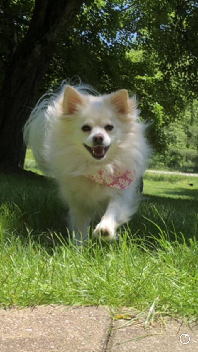 Poserpup's tweet image. Happy #ThrowbackThursday pals! #SpringInMyStep ☘️🌿🌼 #June3 #HappyPup #AdoptDontShop 😀