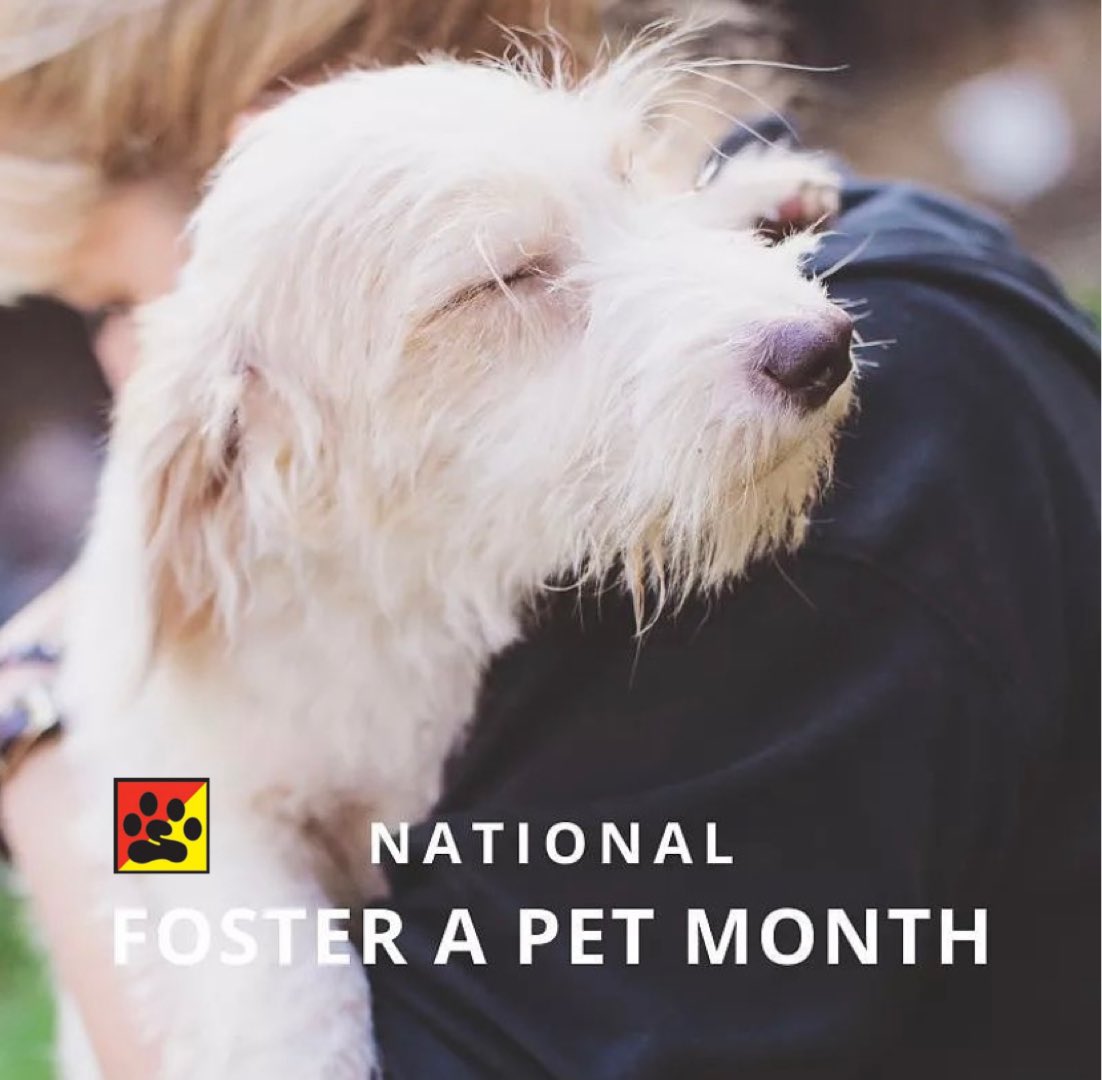 #NationalFosterAPetMonth Temporary fostering of pets by the general public not only provides time for these pets to get adopted instead of being euthanized for lack of space, but living in a home environment is beneficial overall to their physical and emotional health.