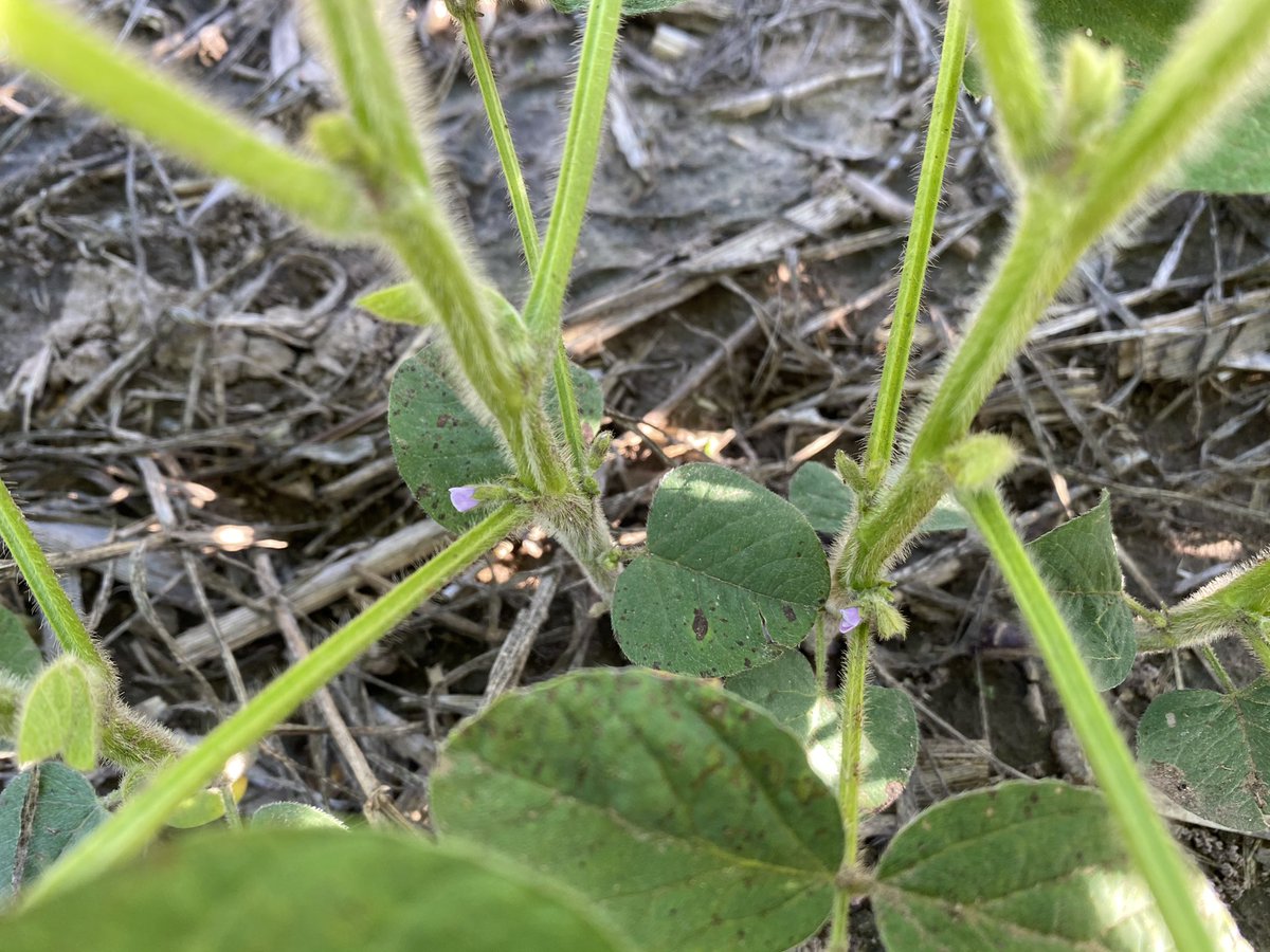 tonyspex's tweet photo. Blooms on June 3rd? Ok!

#kssoybean https://t.co/TsWG1HBelD