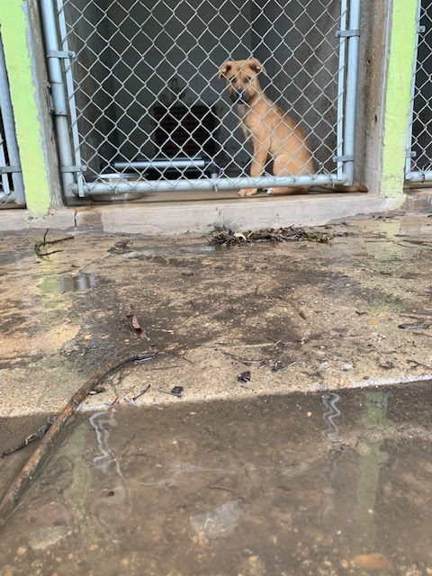 In response to heavy rains expected throughout the weekend, we are urgently seeking fosters to get dogs off campus ahead of lightning storms and possible flooding.