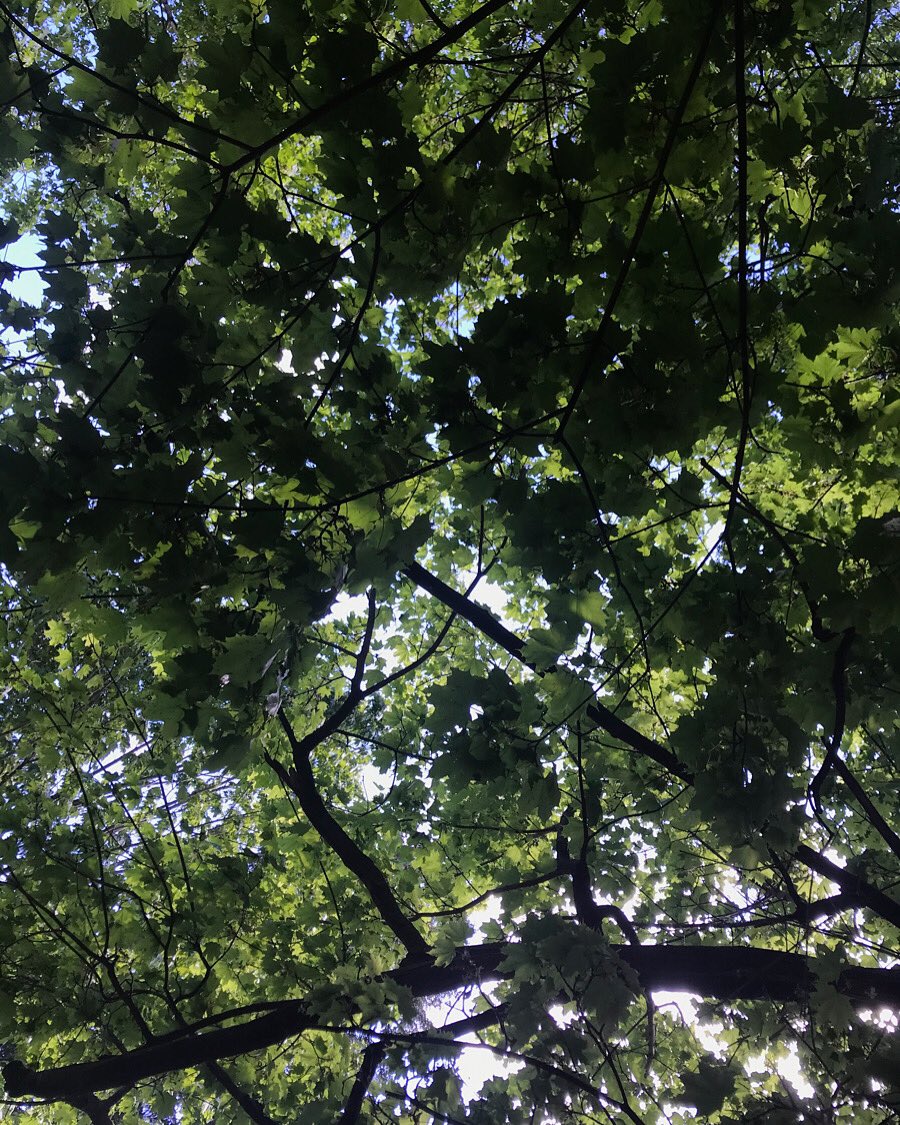 meanredslider's tweet photo. #tree #trees #photography #nature https://t.co/VsjNUjAe2t