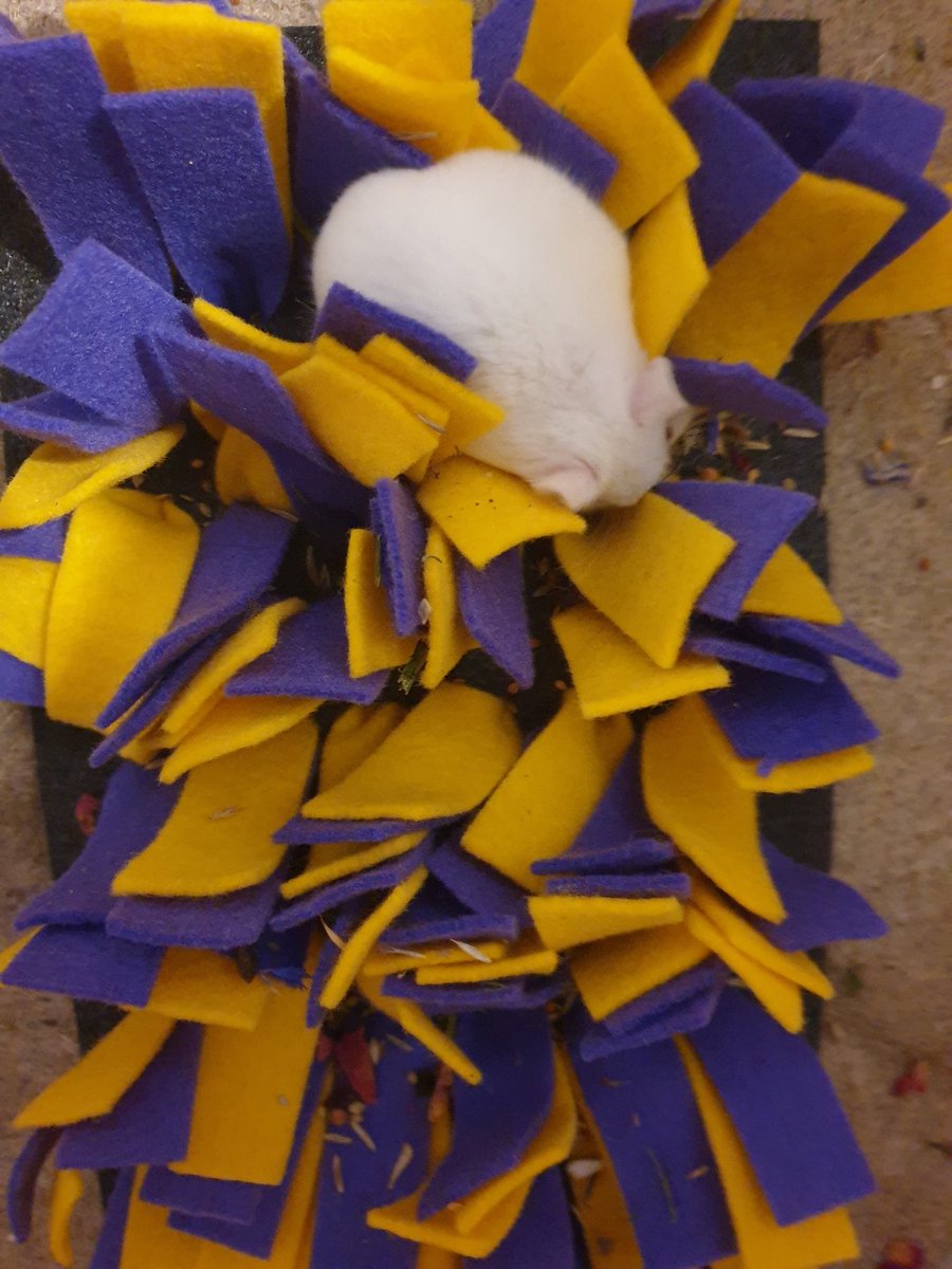 NekoKenren's tweet photo. Der Schnuffelteppich war eine gute Investition. #HamContent https://t.co/g78sq5BPGr