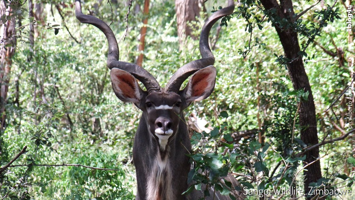 katalby's tweet photo. SANGO Wildlife Lodge: pluripremiato luxury lodge nella natura selvaggia 💚 dello #Zimbabwe - Intatto, meraviglioso e autentico
.
#SangoWildlifeLodge #nonhunter #safari #AlbertoAdami #photography
.
#1blog4u ➡️https://t.co/1KauelGaiF https://t.co/BvgGaSHk11