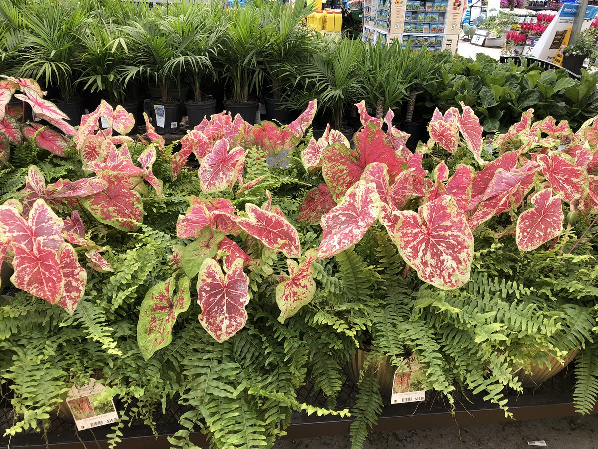 Todd S. - Battlefieldfarms tweet media