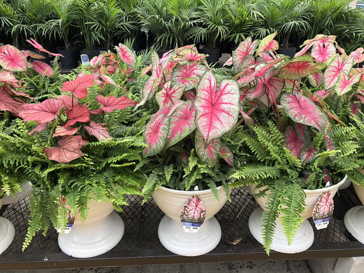 Todd S. - Battlefieldfarms tweet media