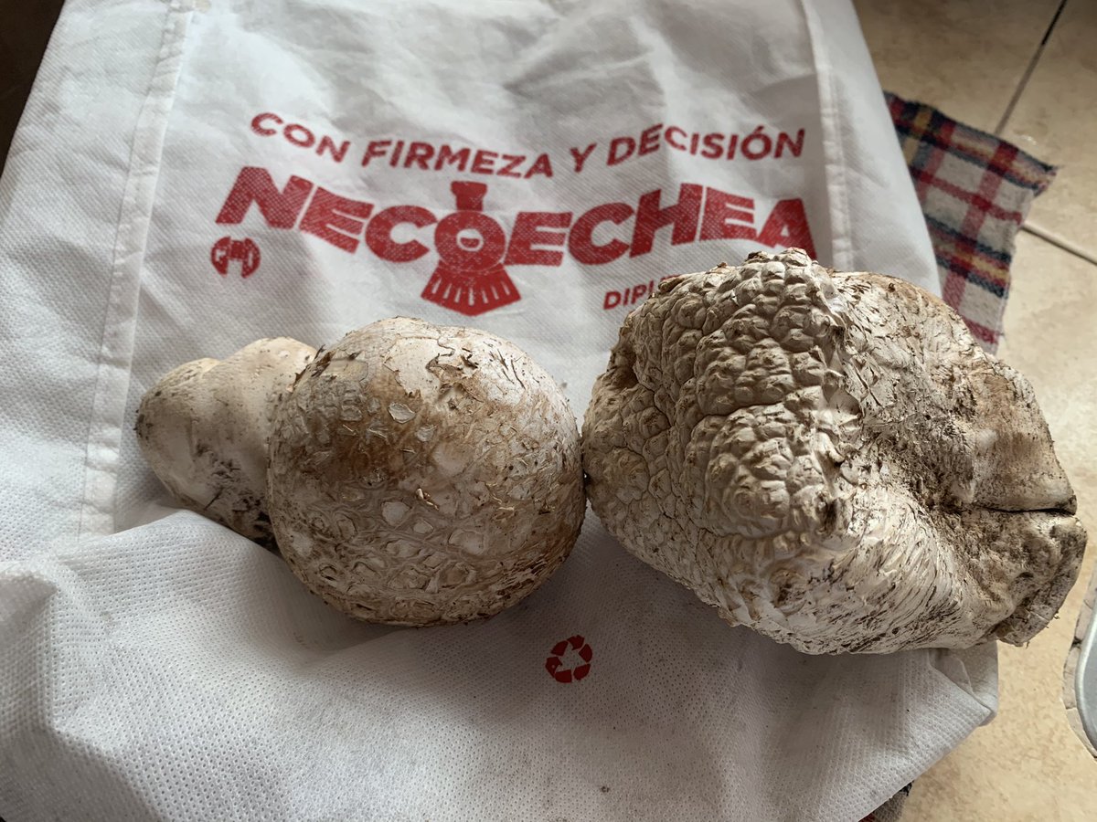 JAGNecoechea's tweet photo. Doña Lupita Sánchez del merito Santa María Texcalac me regaló estos hongos ¿Zempamiles o Cempamiles? ya les platicaré que tal estuvieron...
¡Buen provecho😋😋! https://t.co/Zfx06DKWqC