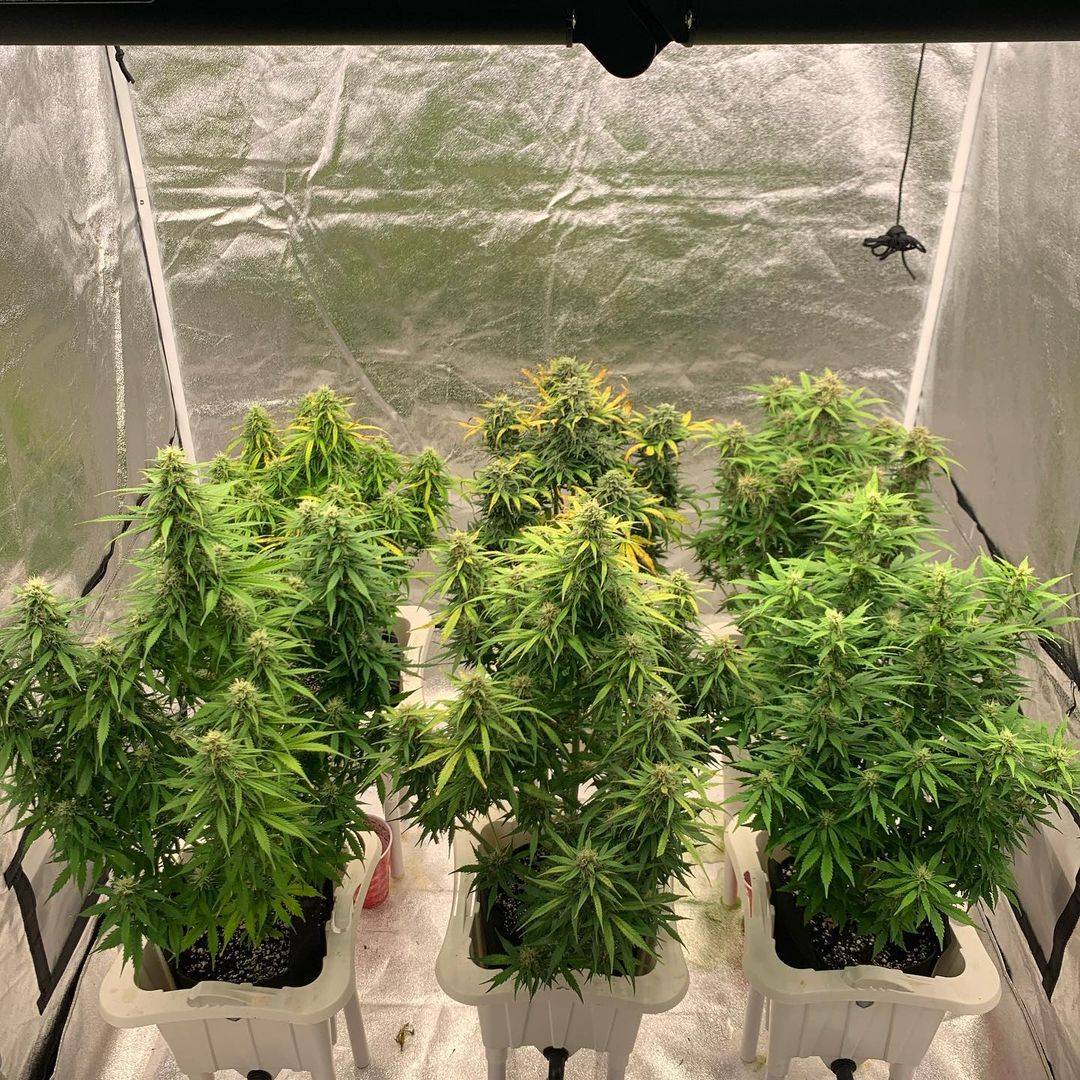 spliffseeds's tweet photo. AUTOFLOWER GROW!
3 - Lemon Cream Kush Auto
2 - Dutch Blue Auto 
1 - AK Auto 
📸:@samninja420
🌷:#lemoncreamkushautomatic #dutchblueautomatic #akautomatic
👩‍🌾:@spliffseeds
🌐:https://t.co/t7UUTrtBvm https://t.co/LuxvV5eX2N