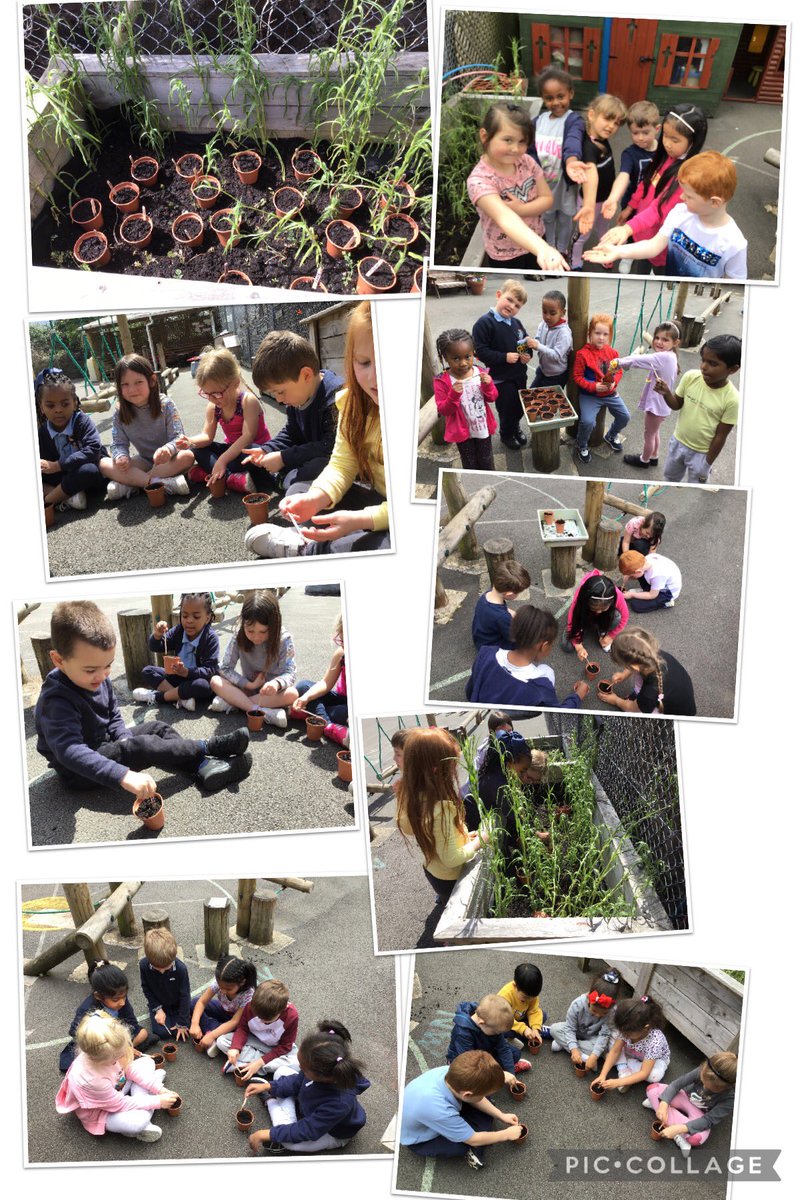 Dosbarth Derbyn have been busy planting ..... 👀🪴🌼 #growthandchange