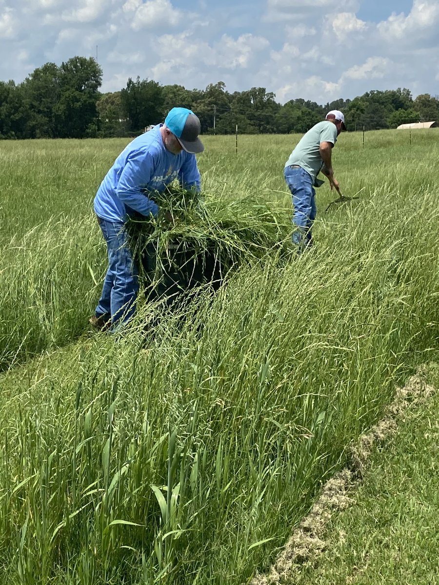 sisk_wall's tweet photo. Got to work with fellow agents, Kenny Simons, Dr Jennings, Dr Kennedy, and Sara Wright at the ASU farm on harvesting a forage demo looking at different planting dates for Jerry Oats, Coker 227, Wheat, and Ryegrass. @AgWriterArk @uaexclaypiggott @Jworks17 @ar_craigheadCEA https://t.co/8mm4y3h9SN