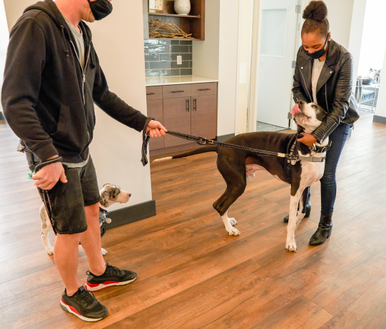 Indigo_RES_inc's tweet photo. We love our furry friends! Many of Indigo’s communities are pet friendly and have amenities specifically for your pets. Our Assistant Manager, Ronnisha at STAZIONE25, is pictured here petting one of our 4 legged residents. https://t.co/r4HY79DwiY