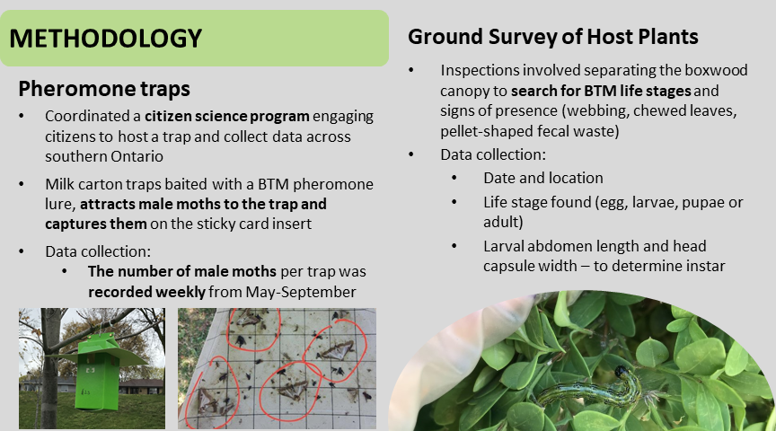 EntoAbbie's tweet photo. Check out my research on the invasive #boxtreemoth in southern Ontario posted as part of #SESGradVConference2021 
Ask questions here and retweet to spread the word about our research efforts!
@UofG_SES @UofG @CscottduDupree #IPM #PheromoneTraps #boxwood https://t.co/cPxY0LeYcm