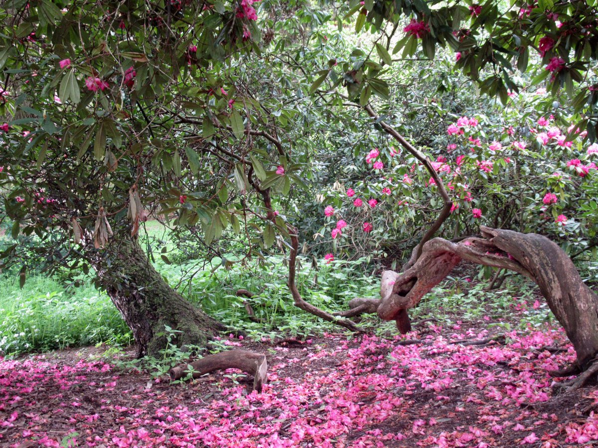 Pretty in pink #darleypark