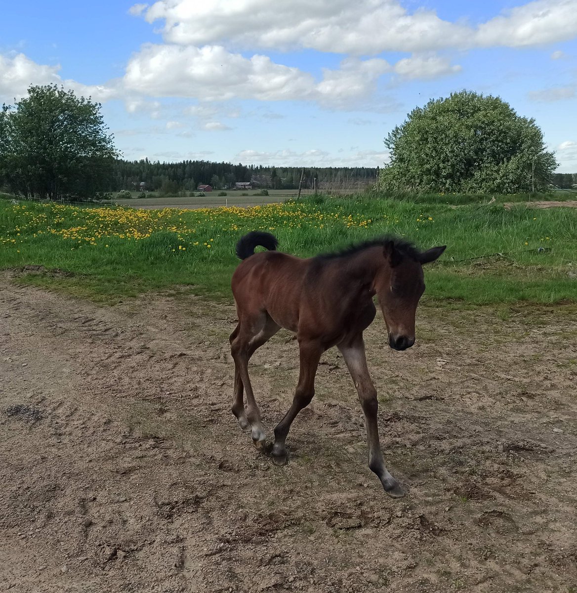 MinnaMalmstrom's tweet photo. Pekka, nuori herra joka kahden epäonnistuneen vuoden jälkeen on niin odotettu varsa. Siitä jollekin hieno #varsa #ravit #rosevalue #solvato #waahterantila https://t.co/aE3y7y7BVR