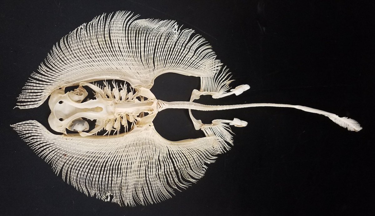 JanFreedman's tweet photo. The skeleton of a stingray is really quite a remarkable sight. (Photo Steve Huskey) https://t.co/8zfQyPuxR5