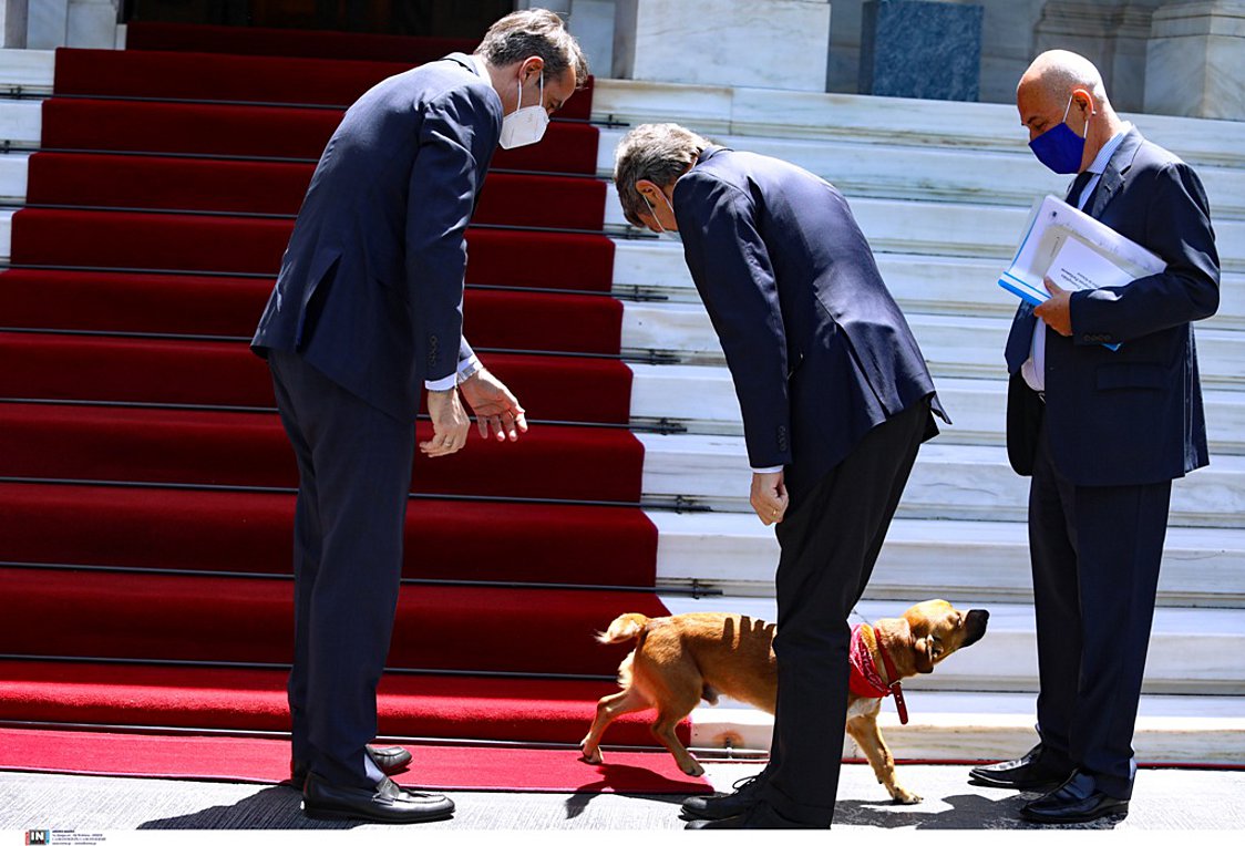 Peanut - <a href="/Peanut_straydog/">Peanut</a>,
dog of <a href="/PrimeministerGR/">Prime Minister GR</a>, welcomed the <a href="/Europarl_EN/">European Parliament</a> President David Sassoli <a href="/EP_President/">Roberta Metsola</a>
#Greece 🇬🇷 #Europe 🇪🇺