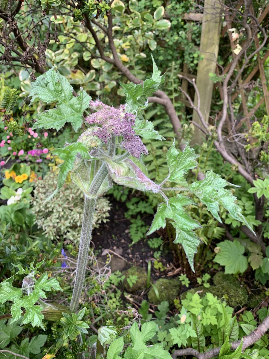 ASeasonedSoul's tweet photo. Strange plant has sprung up in the garden - can anyone help identify it? https://t.co/C2FwcDqEPe