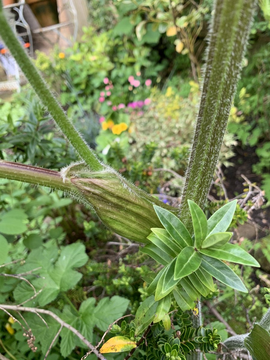 ASeasonedSoul's tweet photo. Strange plant has sprung up in the garden - can anyone help identify it? https://t.co/C2FwcDqEPe