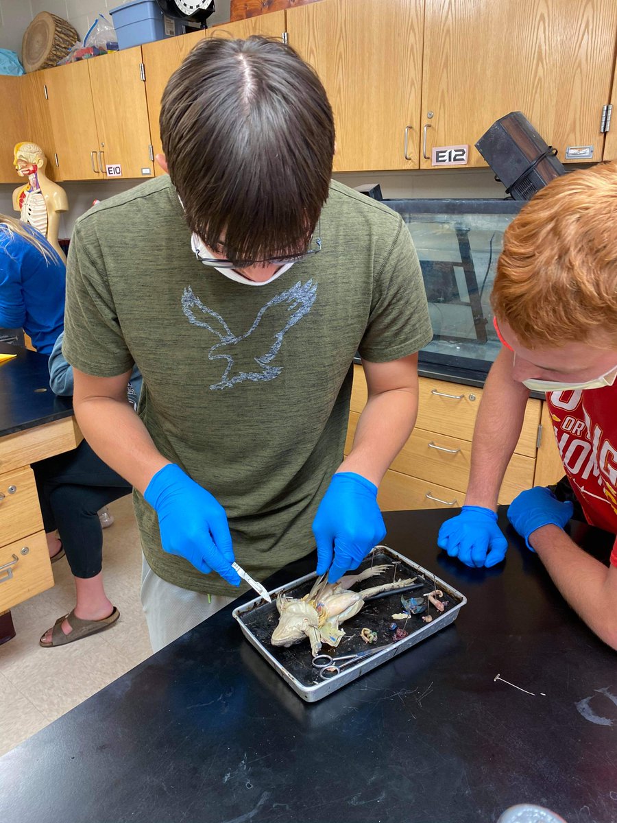 CgbScience's tweet photo. Biology finally got to dissect frogs today! https://t.co/wpd1qQwGGH