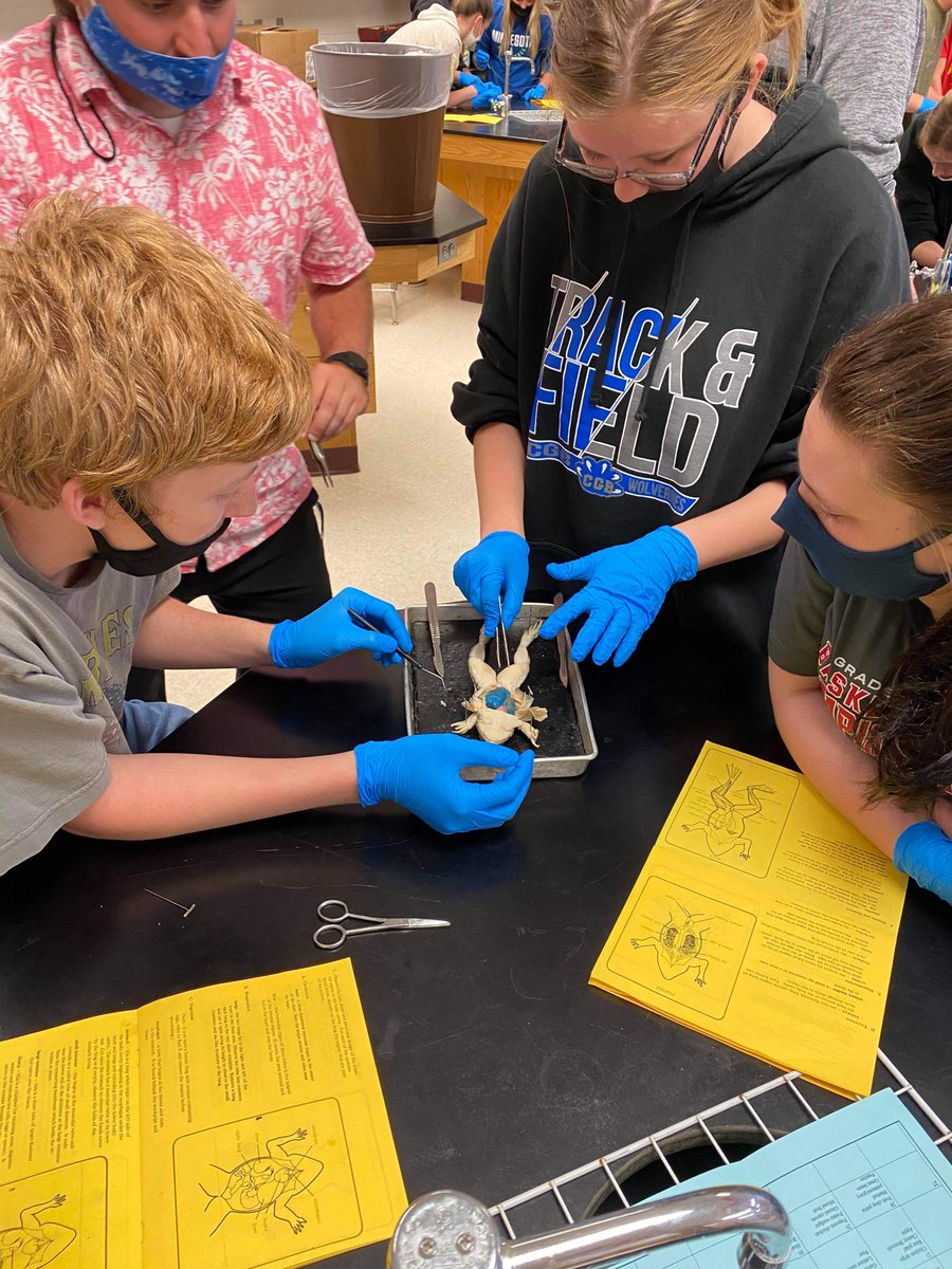CgbScience's tweet photo. Biology finally got to dissect frogs today! https://t.co/wpd1qQwGGH